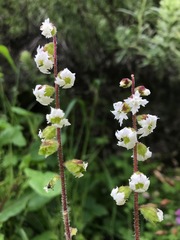 Lithophragma maximum