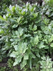 Munzothamnus blairii
