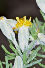 Tetradymia spinosa