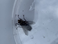 Diptera