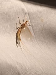 Ephemeridae