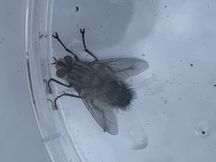 Diptera