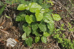 Croton niveus