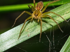 Dolomedes facetus