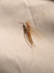 Ephemeridae