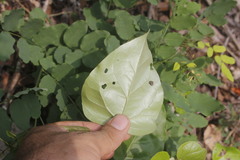 Croton niveus