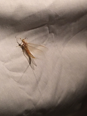 Ephemeridae