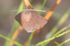 Argyrostrotis deleta