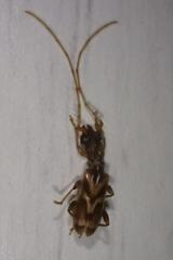 Stenhomalus taiwanus