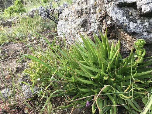 Dudleya virens ssp. virens