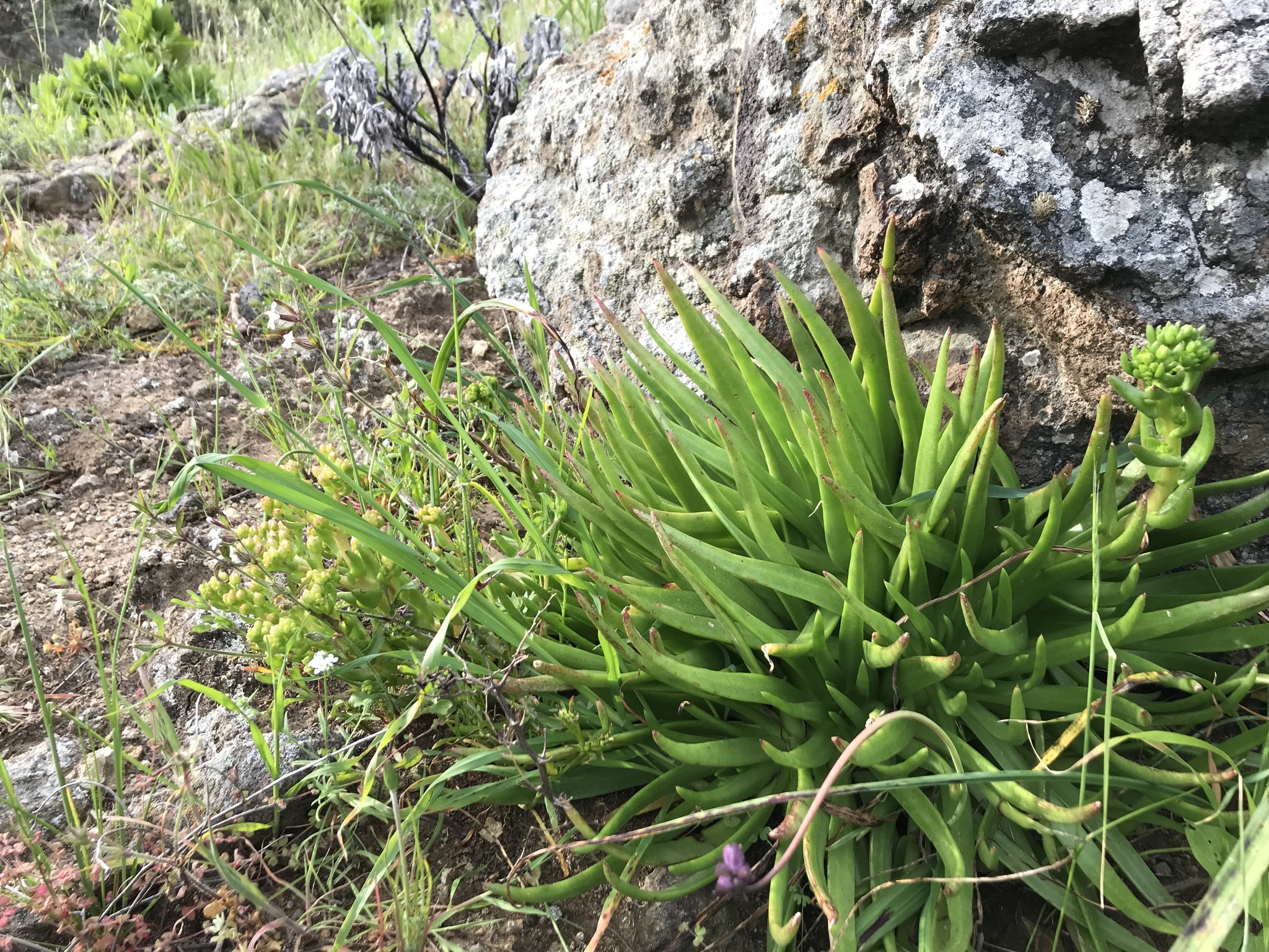 Dudleya virens ssp. virens
