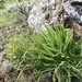 Bright Green Dudleya - Photo (c) Stephanie Calloway, some rights reserved (CC BY-NC), uploaded by Stephanie Calloway