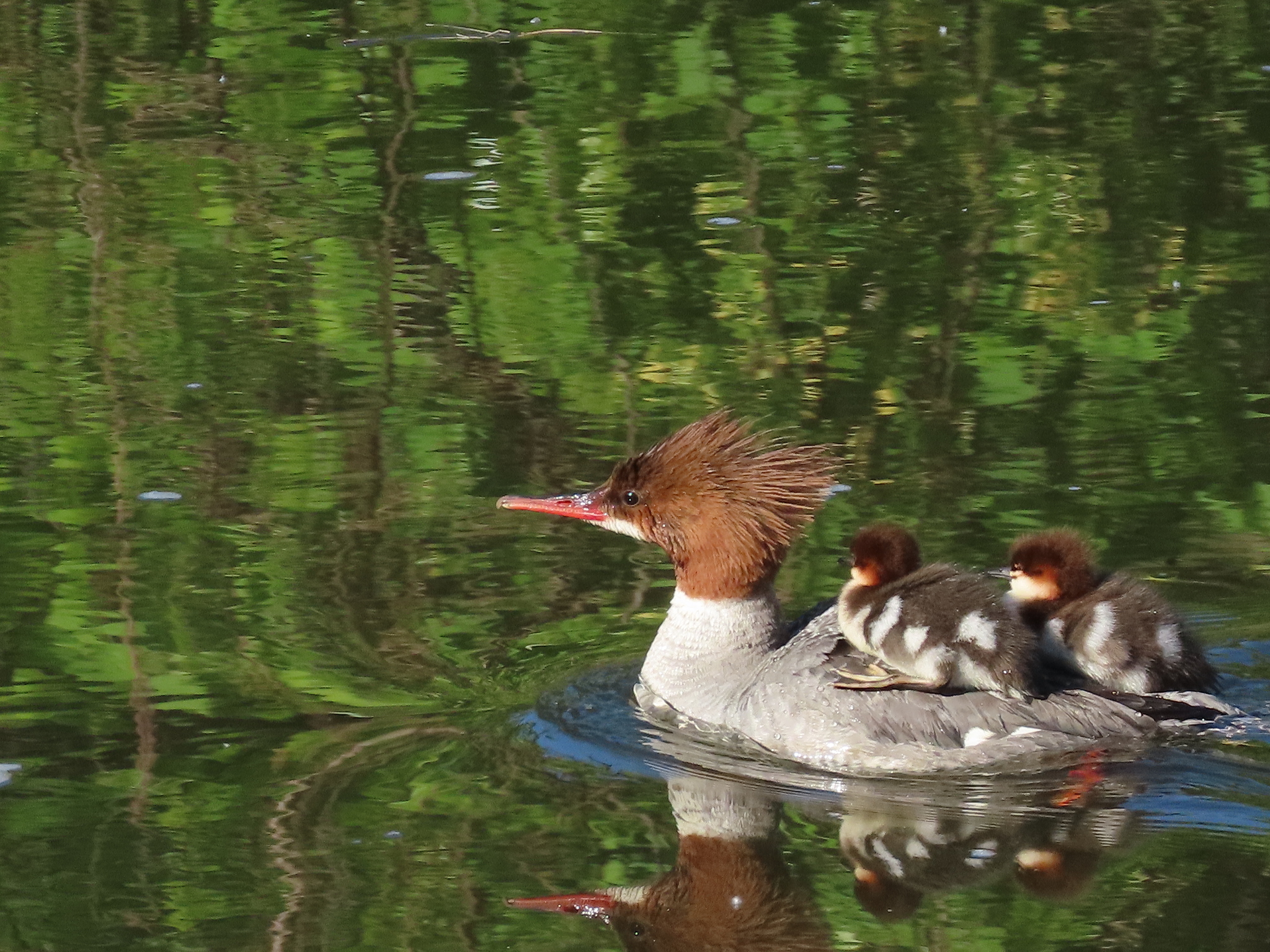 Goosander (Mergus merganser)