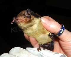 Scotophilus dinganii