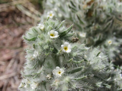 Image of Oreocarya thyrsiflora by (c) Anders Hastings, some rights reserved (CC BY)