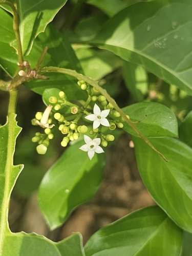 Eumachia microdon, photograph 2