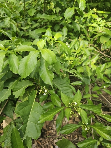 Eumachia microdon, photograph 3