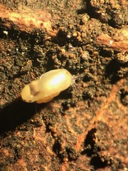 Striatura