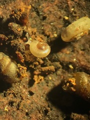 Striatura