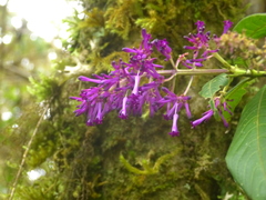 Palicourea angustifolia