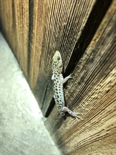 iNaturalist observation photo of Granite Night Lizard