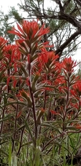 Castilleja angustifolia