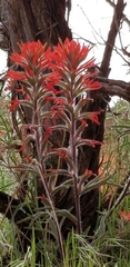 Castilleja angustifolia