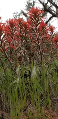 Castilleja angustifolia