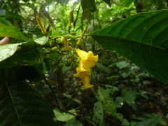 Hamelia macrantha