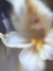 Aphyllon corymbosum