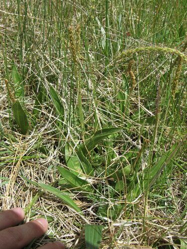 Image of Plantago eriopoda by (c) Anders Hastings, some rights reserved (CC BY)