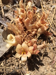 Aphyllon corymbosum