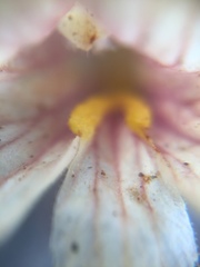 Aphyllon corymbosum