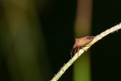 Euschistus ictericus