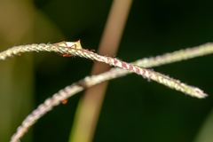 Euschistus ictericus