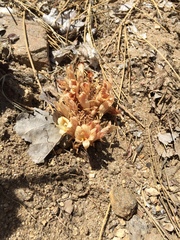 Aphyllon corymbosum