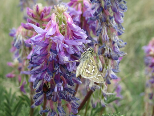 Uncas Skipper photo 3