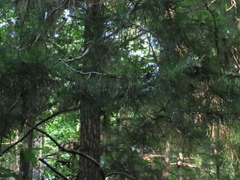 Pinus glabra