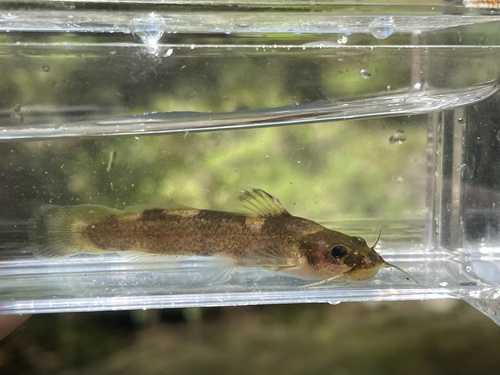 Caddo madtom (Noturus taylori) — Ictaluridae — 5