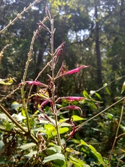 Salvia longistyla