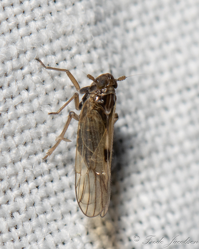 Nilaparvata wolcotti, 2024-06-01