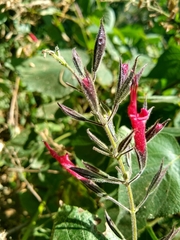 Salvia longistyla