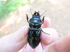 Pasimachus marginatus