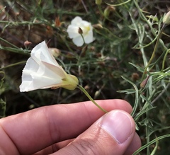 Calystegia macrostegia tenuifolia