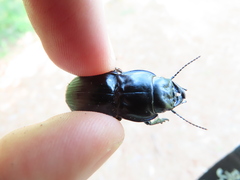 Pasimachus marginatus