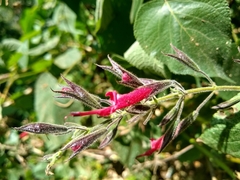 Salvia longistyla
