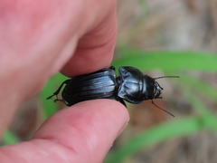 Pasimachus marginatus