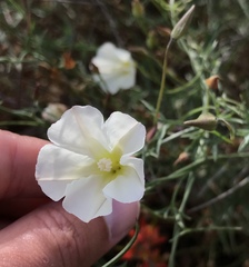 Calystegia macrostegia tenuifolia