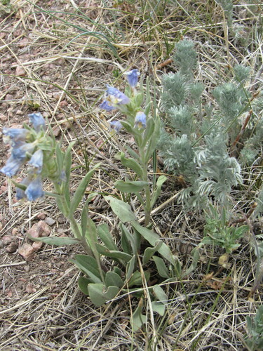 Image of Penstemon eriantherus by (c) Anders Hastings, some rights reserved (CC BY)