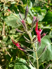 Salvia longistyla